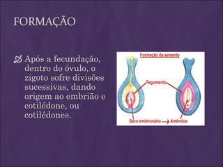 FORMAÇÃO


 Após a fecundação,
  dentro do óvulo, o
  zigoto sofre divisões
  sucessivas, dando
  origem ao embrião e
  cotilédone, ou
  cotilédones.
 