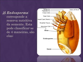  Endosperma :
  corresponde a
  reserva nutritiva
  da semente. Esta
  pode classificar-se
  de 4 maneiras, são
  elas:
 