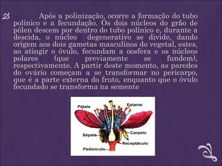            Após a polinização, ocorre a formação do tubo
    polínico e a fecundação. Os dois núcleos do grão de
    pólen descem por dentro do tubo polínico e, durante a
    descida, o núcleo degenerativo se divide, dando
    origem aos dois gametas masculinos do vegetal, estes,
    ao atingir o óvulo, fecundam a oosfera e os núcleos
    polares     (que     previamente       se    fundem),
    respectivamente. A partir deste momento, as paredes
    do ovário começam a se transformar no pericarpo,
    que é a parte externa do fruto, enquanto que o óvulo
    fecundado se transforma na semente
 