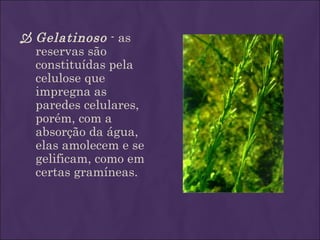  Gelatinoso - as
  reservas são
  constituídas pela
  celulose que
  impregna as
  paredes celulares,
  porém, com a
  absorção da água,
  elas amolecem e se
  gelificam, como em
  certas gramíneas.
 