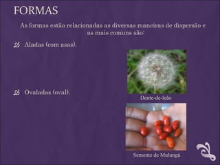 FORMAS
  As formas estão relacionadas as diversas maneiras de dispersão e
                         as mais comuns são:
 Aladas (com asas).




 Ovaladas (oval).
                                           Dente-de-leão




                                         Semente de Mulungú
 