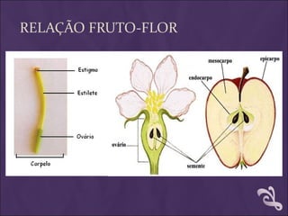 RELAÇÃO FRUTO-FLOR
 