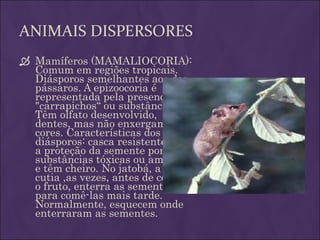 ANIMAIS DISPERSORES
 Mamíferos (MAMALIOCORIA):
  Comum em regiões tropicais.
  Diásporos semelhantes aos dos
  pássaros. A epizoocoria é
  representada pela presença de
  "carrapichos“ ou substâncias.
  Têm olfato desenvolvido,
  dentes, mas não enxergam
  cores. Características dos
  diásporos: casca resistente, há
  a proteção da semente por
  substâncias tóxicas ou amargas
  e têm cheiro. No jatobá, a
  cutia ,as vezes, antes de comer
  o fruto, enterra as sementes
  para comê-las mais tarde.
  Normalmente, esquecem onde
  enterraram as sementes.
 