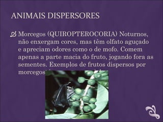 ANIMAIS DISPERSORES

 Morcegos (QUIROPTEROCORIA) Noturnos,
  não enxergam cores, mas têm olfato aguçado
  e apreciam odores como o de mofo. Comem
  apenas a parte macia do fruto, jogando fora as
  sementes. Exemplos de frutos dispersos por
  morcegos: jaca, manga, goiaba.
 