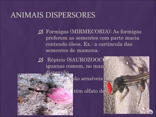 ANIMAIS DISPERSORES
       Formigas (MIRMECORIA): As formigas
        preferem as sementes com parte macia
        contendo óleos. Ex.: a carúncula das
        sementes de mamona.
       Répteis (SAUROZOOCORIA): Jacarés e
        iguanas comem, no mangue, realizando a
        dispersão.
        Os répteis são sensíveis às cores laranja e

         vermelho e têm olfato desenvolvido.
 