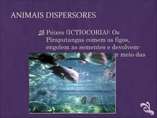 ANIMAIS DISPERSORES

       Peixes (ICTIOCORIA): Os
        Piraputangas comem os figos,
        engolem as sementes e devolvem-
        nas ao meio-ambiente por meio das
        fezes.
 