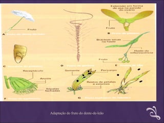 Adaptação do fruto do dente-de-leão
 