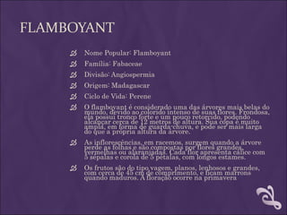 FLAMBOYANT
        Nome Popular: Flamboyant
        Família: Fabaceae
        Divisão: Angiospermia
        Origem: Madagascar
        Ciclo de Vida: Perene
        O flamboyant é considerado uma das árvores mais belas do
         mundo, devido ao colorido intenso de suas flores. Frondosa,
         ela possui tronco forte e um pouco retorcido, podendo
         alcançar cerca de 12 metros de altura. Sua copa é muito
         ampla, em forma de guarda-chuva, e pode ser mais larga
         do que a própria altura da árvore.
        As inflorescências, em racemos, surgem quando a árvore
         perde as folhas e são compostas por flores grandes,
         vermelhas ou alaranjadas. Cada flor apresenta cálice com
         5 sépalas e corola de 5 pétalas, com longos estames.
        Os frutos são do tipo vagem, planos, lenhosos e grandes,
         com cerca de 45 cm de comprimento, e ficam marrons
         quando maduros. A floração ocorre na primavera
 