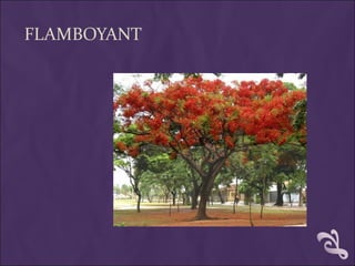FLAMBOYANT
 