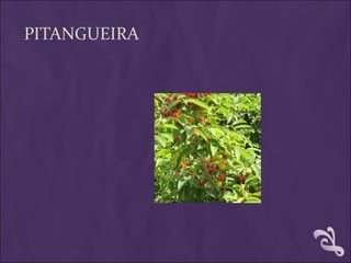 PITANGUEIRA
 