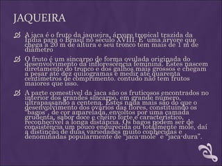 JAQUEIRA
 A jaca é o fruto da jaqueira, árvore tropical trazida da
  Índia para o Brasil no século XVIII. É uma árvore que
  chega a 20 m de altura e seu tronco tem mais de 1 m de
  diâmetro
 O fruto é um sincarpo de forma ovulada originada do
  desenvolvimento da inflorescência feminina. Estes nascem
  diretamente do tronco e dos galhos mais grossos e chegam
  a pesar até dez quilogramas e medir até quarenta
  centímetros de comprimento. contudo não tem frutos
  maiores que isso.
 A parte comestível da jaca são os fruticosos encontrados no
  interior dos grandes sincarpo, em grande número,
  ultrapassando a centena. Estes nada mais são do que o
  desenvolvimento dos ovários das flores, constituindo os
  “bagos”, de cor amarelada, envoltos por uma camada
  grudenta, sabor doce e cheiro forte e característico,
  reconhecível a longa distância. Os bagos podem ser de
  consistência um pouco endurecida ou totalmente mole, daí
  a distinção de duas variedades muito conhecidas e
  denominadas popularmente de “jaca-mole” e “jaca-dura”.
 