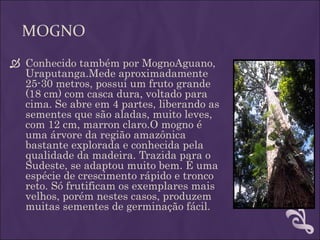 MOGNO
 Conhecido também por MognoAguano,
  Uraputanga.Mede aproximadamente
  25-30 metros, possui um fruto grande
  (18 cm) com casca dura, voltado para
  cima. Se abre em 4 partes, liberando as
  sementes que são aladas, muito leves,
  com 12 cm, marron claro.O mogno é
  uma árvore da região amazônica
  bastante explorada e conhecida pela
  qualidade da madeira. Trazida para o
  Sudeste, se adaptou muito bem. É uma
  espécie de crescimento rápido e tronco
  reto. Só frutificam os exemplares mais
  velhos, porém nestes casos, produzem
  muitas sementes de germinação fácil.
 