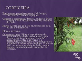 CORTICEIRA
Tem nomes populares como: Mulungu,
   Corticeira, Bico de papagaio.
Origem e ocorrência: Brasil, Sudeste, Mato
   Grosso e Sul  do país (até o Rio Grande 
   do Sul).
Porte: Altura de 20 a 30 m, tronco de 50 a
   90 cm de diâmetro.
Flores: inverno.
Características: Planta espinhenta de
   grande capacidade ornamental, que
   floresce em tonalidades vermelho-
   alaranjado, entre o inverno e a
   primavera.Desenvolve-se a pleno sol ou
   à sombra.Prefere solos úmidos. Pode ser
   utilizada como espécie isolada ou em
   grupos, dependendo do tamanho do
   terreno.
 