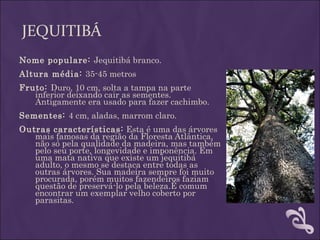JEQUITIBÁ
Nome populare: Jequitibá branco.
Altura média: 35-45 metros
Fruto: Duro, 10 cm, solta a tampa na parte
   inferior deixando cair as sementes.
   Antigamente era usado para fazer cachimbo.  
Sementes: 4 cm, aladas, marrom claro.
Outras características: Esta é uma das árvores
   mais famosas da região da Floresta Atlântica,
   não só pela qualidade da madeira, mas também
   pelo seu porte, longevidade e imponência. Em
   uma mata nativa que existe um jequitibá
   adulto, o mesmo se destaca entre todas as
   outras árvores. Sua madeira sempre foi muito
   procurada, porém muitos fazendeiros faziam
   questão de preservá-lo pela beleza.É comum
   encontrar um exemplar velho coberto por
   parasitas.
 