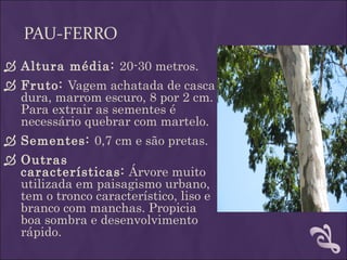 PAU-FERRO
 Altura média: 20-30 metros.
 Fruto: Vagem achatada de casca
  dura, marrom escuro, 8 por 2 cm.
  Para extrair as sementes é
  necessário quebrar com martelo.
 Sementes: 0,7 cm e são pretas.
 Outras
  características: Árvore muito
  utilizada em paisagismo urbano,
  tem o tronco característico, liso e
  branco com manchas. Propicia
  boa sombra e desenvolvimento
  rápido.
 