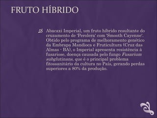 FRUTO HÍBRIDO

      Abacaxi Imperial, um fruto híbrido resultante do
       cruzamento de 'Perolera' com 'Smooth Cayenne'.
       Obtido pelo programa de melhoramento genético
       da Embrapa Mandioca e Fruticultura (Cruz das
       Almas - BA), o Imperial apresenta resistência à
       fusariose, doença causada pelo fungo Fusarium
       subglutinans, que é o principal problema
       fitossanitário da cultura no País, gerando perdas
       superiores a 80% da produção.
 