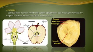 exocarpo –
camada mais externa, resulta das células epidérmicas que envolvem o ovário e o
carpelo. Formam a casca dos frutos, como a maçã.
 