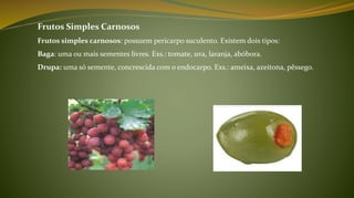 Frutos Simples Carnosos
Frutos simples carnosos: possuem pericarpo suculento. Existem dois tipos:
Baga: uma ou mais sementes livres. Exs.: tomate, uva, laranja, abóbora.
Drupa: uma só semente, concrescida com o endocarpo. Exs.: ameixa, azeitona, pêssego.
 