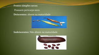 Frutos simples secos:
Possuem pericarpo seco.
Deiscentes: abrem na maturidade
Indeiscentes: Não abrem na maturidade
 