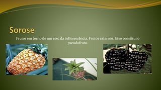 Frutos em torno de um eixo da inflorescência. Frutos externos. Eixo constitui o
pseudofruto.
 