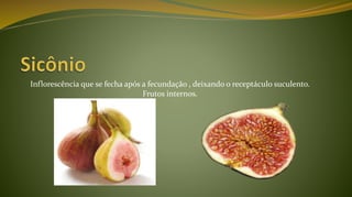 Inflorescência que se fecha após a fecundação , deixando o receptáculo suculento.
Frutos internos.
 