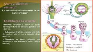 “É o resultado do desenvolvimento de um
óvulo fertilizado”
 Embrião: originado a partir do zigoto
diplóide pela fusão de um núcleo gamético com
a oosfera.
 Endosperma: triplóide originado pela fusão
dos núcleos polares com o segundo núcleo
gamético;
 Tegumento ou testa: originado dos
integumentos que envolvem o óvulo. (origem
materna)
Fonte: Conceitos de
Biologia - Amabis &
Martho, 2002
 