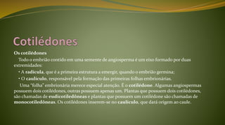 Os cotilédones
Todo o embrião contido em uma semente de angiosperma é um eixo formado por duas
extremidades:
• A radícula, que é a primeira estrutura a emergir, quando o embrião germina;
• O caulículo, responsável pela formação das primeiras folhas embrionárias.
Uma “folha” embrionária merece especial atenção. É o cotilédone. Algumas angiospermas
possuem dois cotilédones, outras possuem apenas um. Plantas que possuem dois cotilédones,
são chamadas de eudicotiledôneas e plantas que possuem um cotilédone são chamadas de
monocotiledôneas. Os cotilédones inserem-se no caulículo, que dará origem ao caule.
 