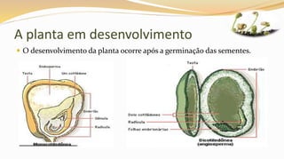 A planta em desenvolvimento
 O desenvolvimento da planta ocorre após a germinação das sementes.
 