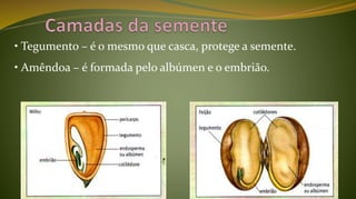 • Tegumento – é o mesmo que casca, protege a semente.
• Amêndoa – é formada pelo albúmen e o embrião.
 
