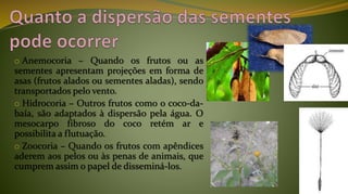 o Anemocoria – Quando os frutos ou as
sementes apresentam projeções em forma de
asas (frutos alados ou sementes aladas), sendo
transportados pelo vento.
o Hidrocoria – Outros frutos como o coco-da-
baía, são adaptados à dispersão pela água. O
mesocarpo fibroso do coco retém ar e
possibilita a flutuação.
o Zoocoria – Quando os frutos com apêndices
aderem aos pelos ou às penas de animais, que
cumprem assim o papel de disseminá-los.
 