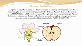 A partir da fecundação, inicia-se o desenvolvimento da semente, através de uma série de
transformações no saco embrionário e outros tecidos do óvulo. A parede do ovário desenvolve-
se em PERICARPO, o qual é formado por 3 camadas : epicarpo, mesocarpo e endocarpo. Alguns
frutos, como a banana e o abacaxi podem formar-se sem fecundação prévia e portanto, nesse
caso, não possuem sementes. São chamados frutos PARTENOCÁRPICOS.
 