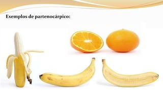 Exemplos de partenocárpico:
 