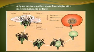A figura mostra uma flor, após a fecundação, até o
início de maturação do fruto.
 