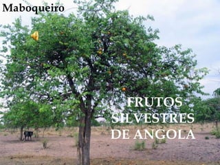 Maboqueiro<br /> FRUTOS SILVESTRES DE ANGOLA<br />