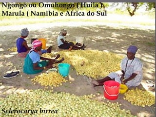 Ngongo ou Omuhongo ( Huila ) Marula ( Namibia e Africa do Sul<br />Sclerocaryabirrea<br />