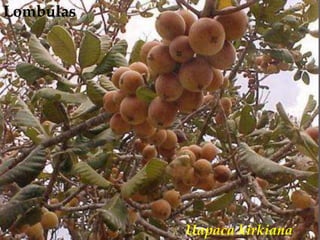 Lombulas<br />Uapaca kirkiana<br />