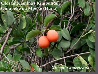 Olosambiambia ( Kimbundo)<br />Omupeke ou Mpeke (Huila)<br />Ximenia americana<br />