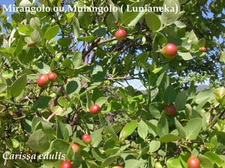 Mirangolo ou Muiangolo ( Lunianeka)<br />Carissaedulis<br />