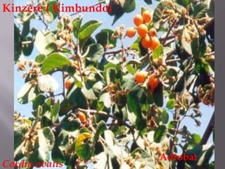 Kinzere ( Kimbundo)<br />Adrobat<br />Cordiaovalis<br />