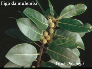 Figo da mulemba<br />Ficusthoningii<br />
