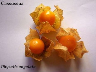 Cassussua<br />Physalisangulata<br />