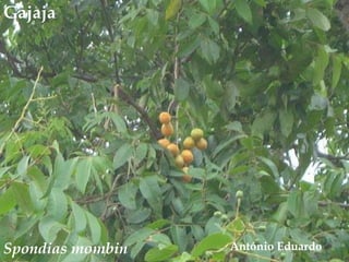Gajaja<br /> António Eduardo<br />Spondiasmombin<br />