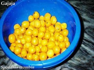 Gajaja<br />Spondiasmombin<br />