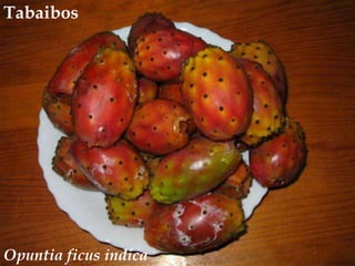 Tabaibos<br />Opuntiaficus indica<br />