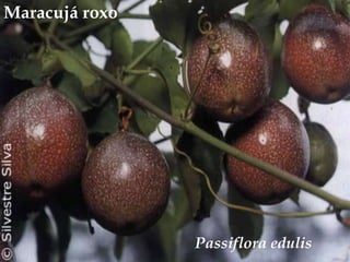 Maracujá roxo<br />Passiflora edulis<br />