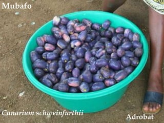 Mubafo<br />Canariumschweinfurthii<br />Adrobat<br />