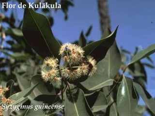 Flor de Kulãkula<br />Syzyginus guineense<br />