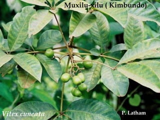 Muxilu-xilu ( Kimbundo)<br />P. Latham<br />Vitexcuneata<br />