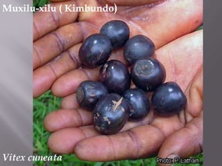 Muxilu-xilu ( Kimbundo)<br />Vitexcuneata<br />