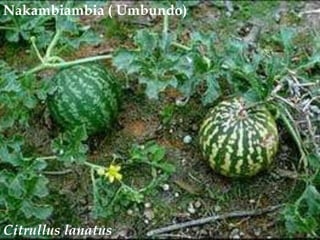 Nakambiambia ( Umbundo)<br />Citrulluslanatus<br />